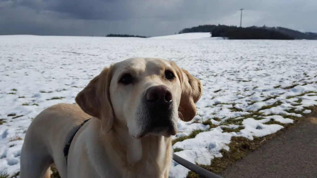 Andachtsbild von Andrea