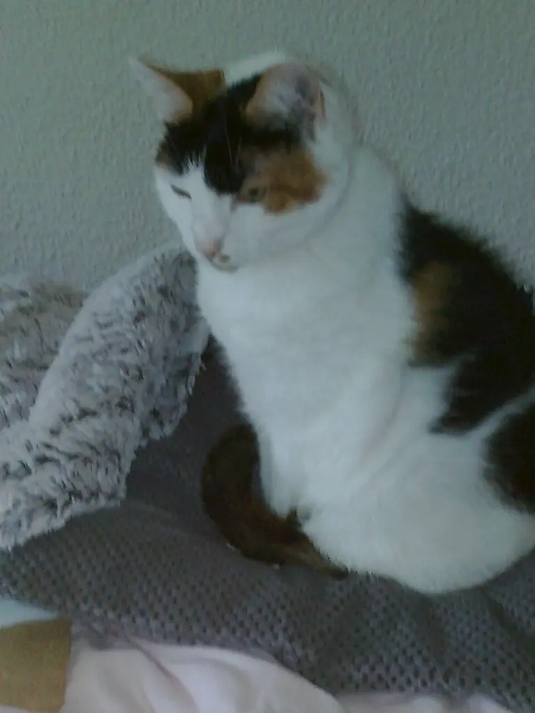 Andachtsbild von Alexandra und Missy