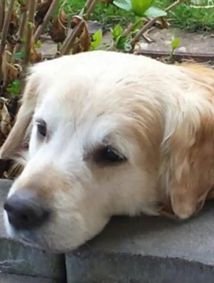 Andachtsbild von Anja mit Aros ✟05.01.2020