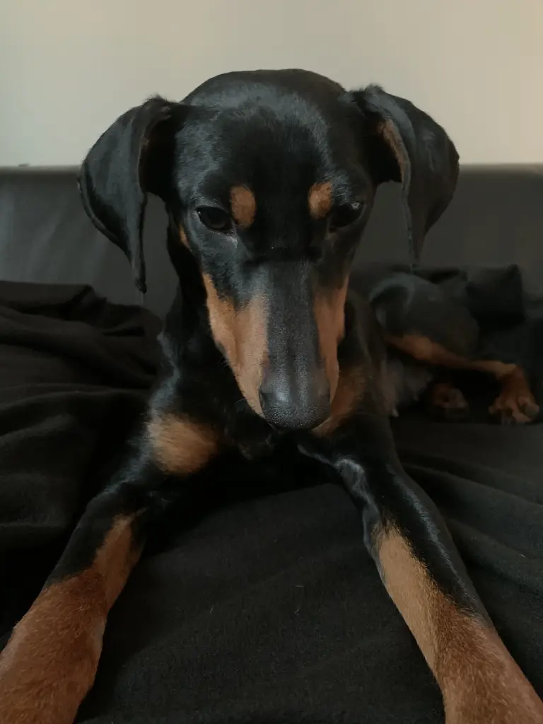 Image from Stella