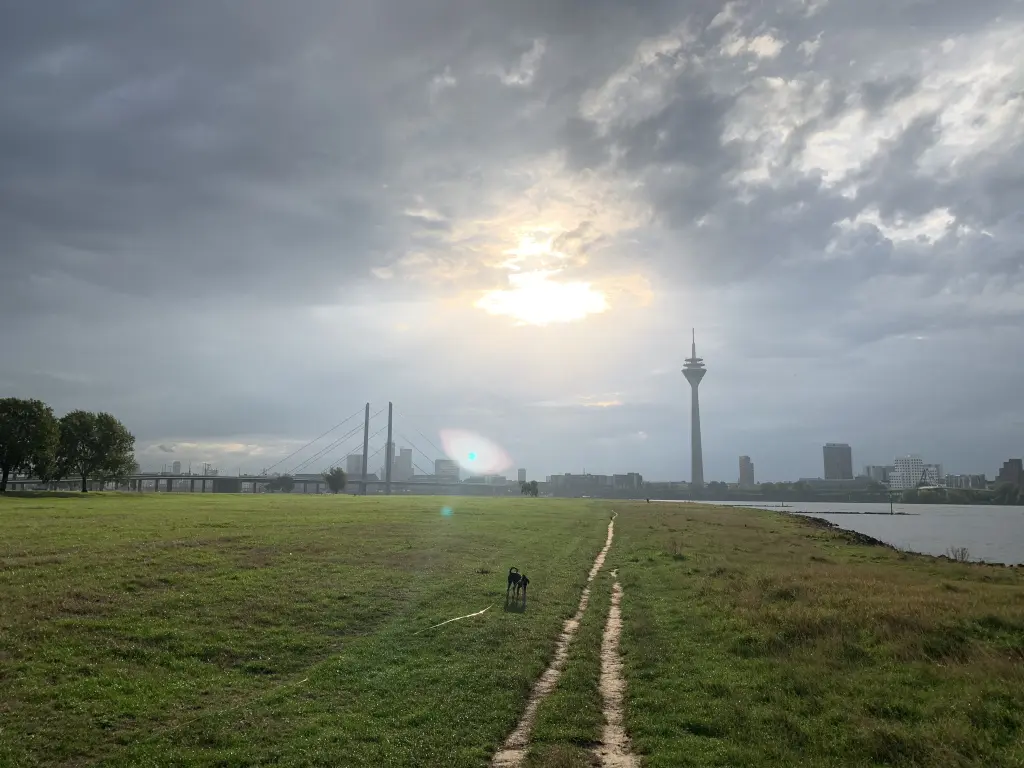 Image from Stella