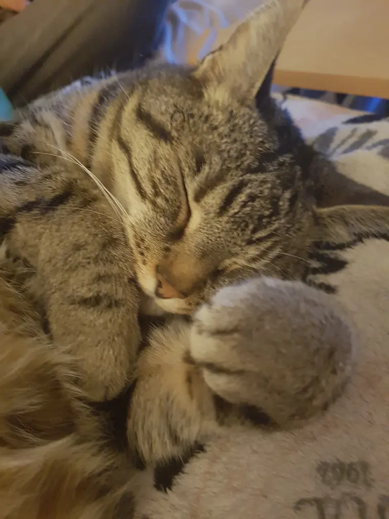 Image from Tigger