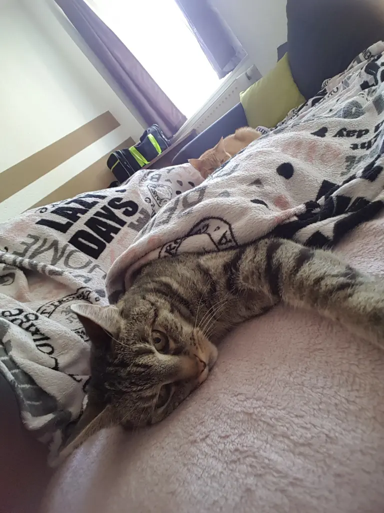 Image from Tigger