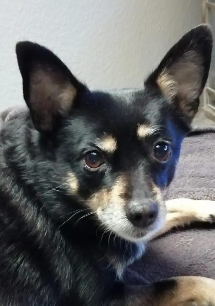 Image from Amber