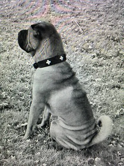 Image from Balu