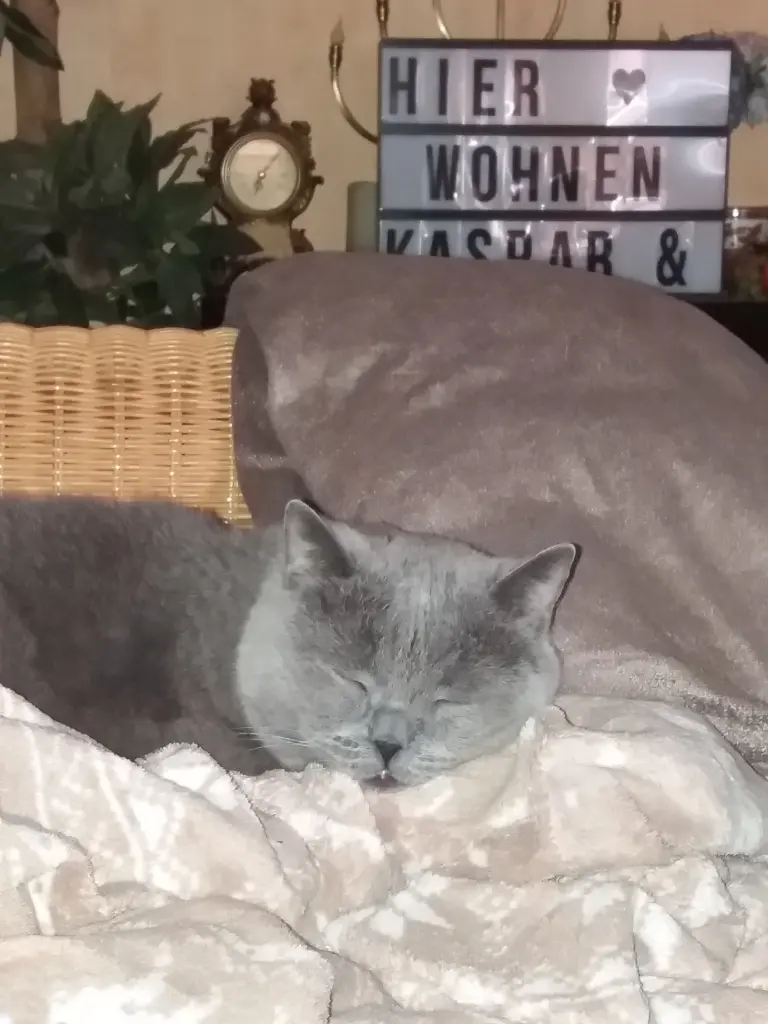 Condolence image of Sabine mit Kaspar tief im Herzen