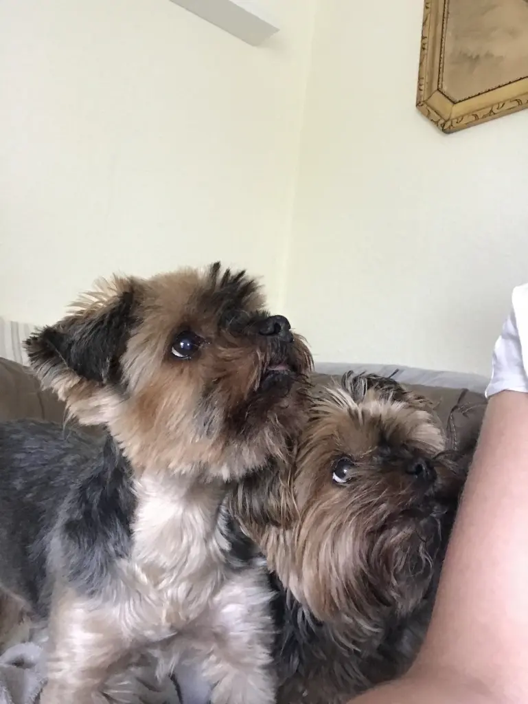 Image from Balou