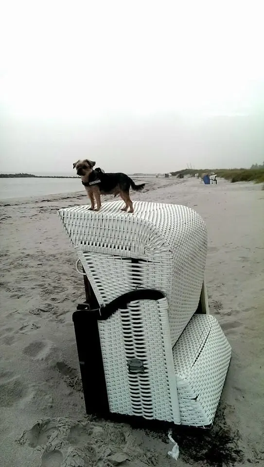 Image from Balou