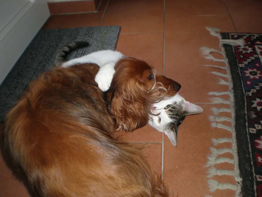 Image from Josy