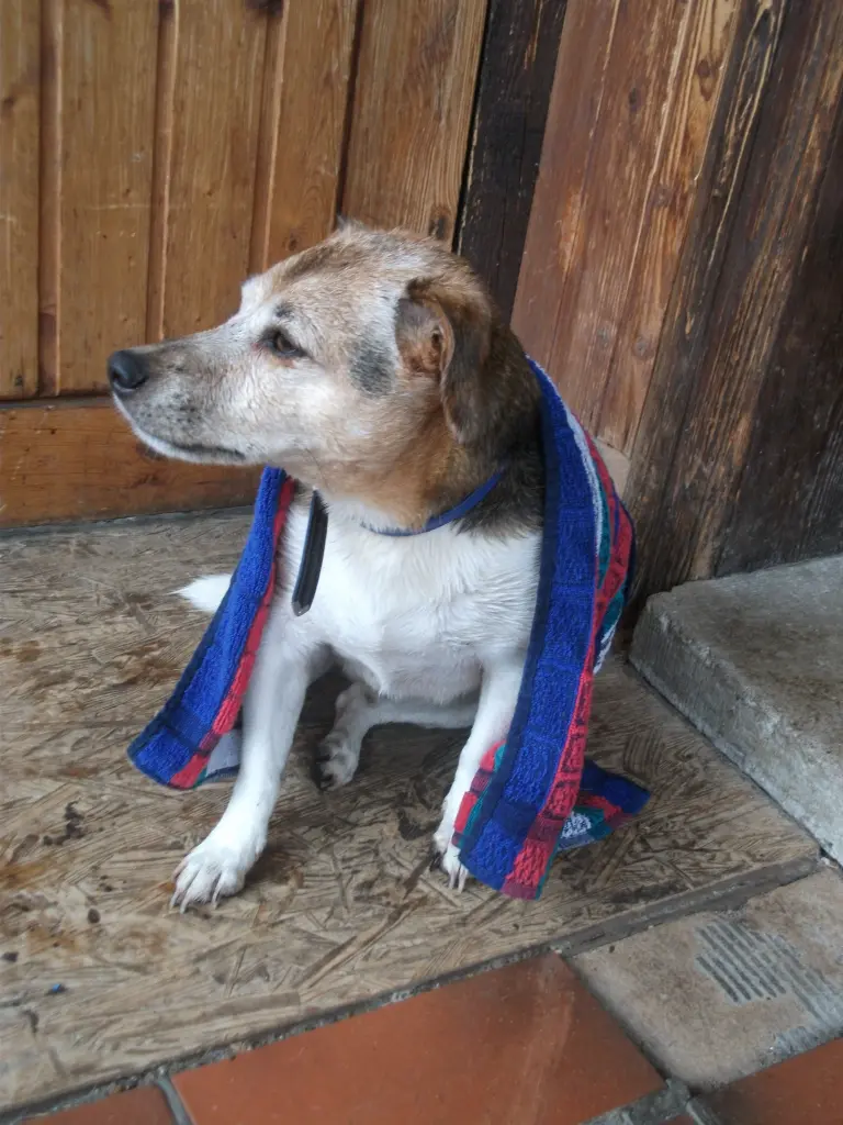 Image from Zorro