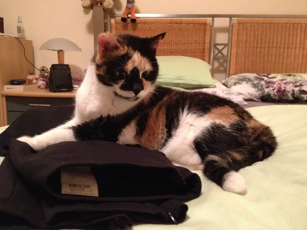 Image from Jenny
