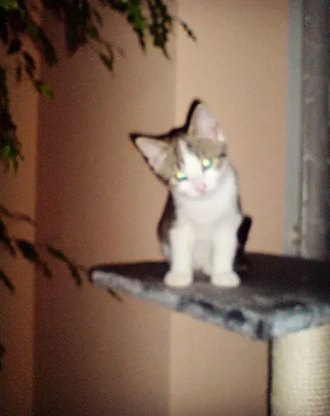 Image from Amelie