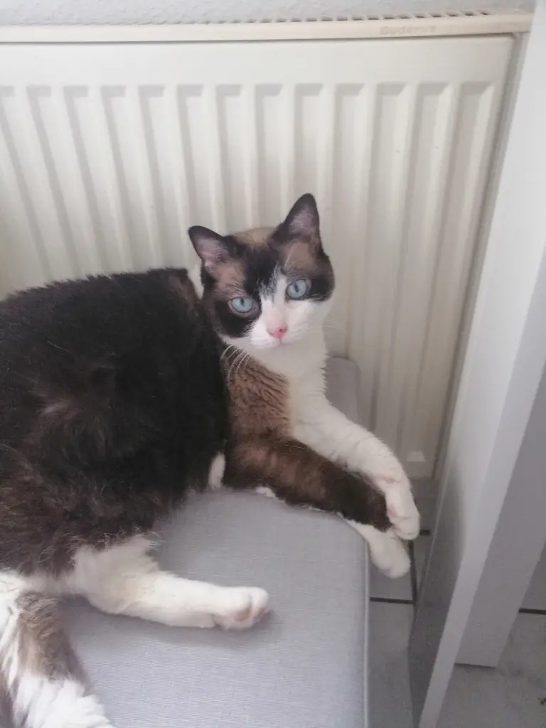 Image from Kitty