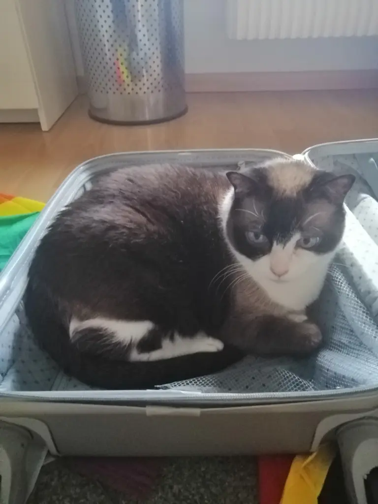 Image from Kitty
