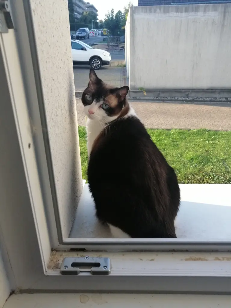 Image from Kitty