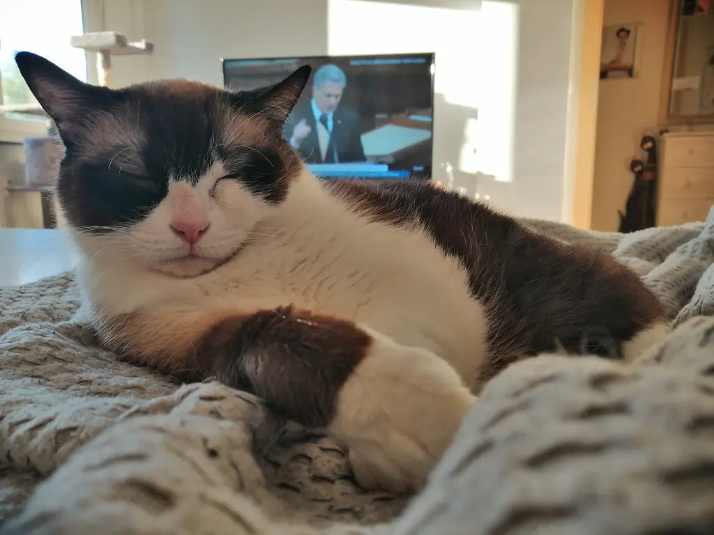 Image from Kitty