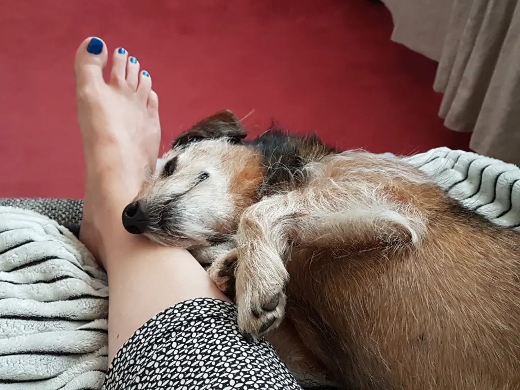 Condolence image of Nicole mit Seelenhund Oskar ganz tief im Herzen