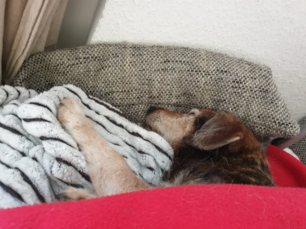 Condolence image of Dein Frauchen, das dich tief im Herzen trägt und sich so sehr auf unser Wiedersehen freut...