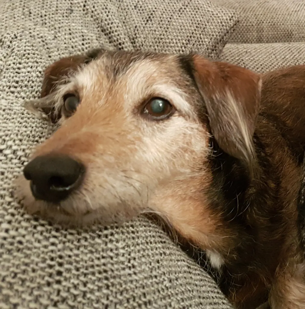 Condolence image of Dein Frauchen, das dich tief im Herzen trägt und sich so sehr auf unser Wiedersehen freut...