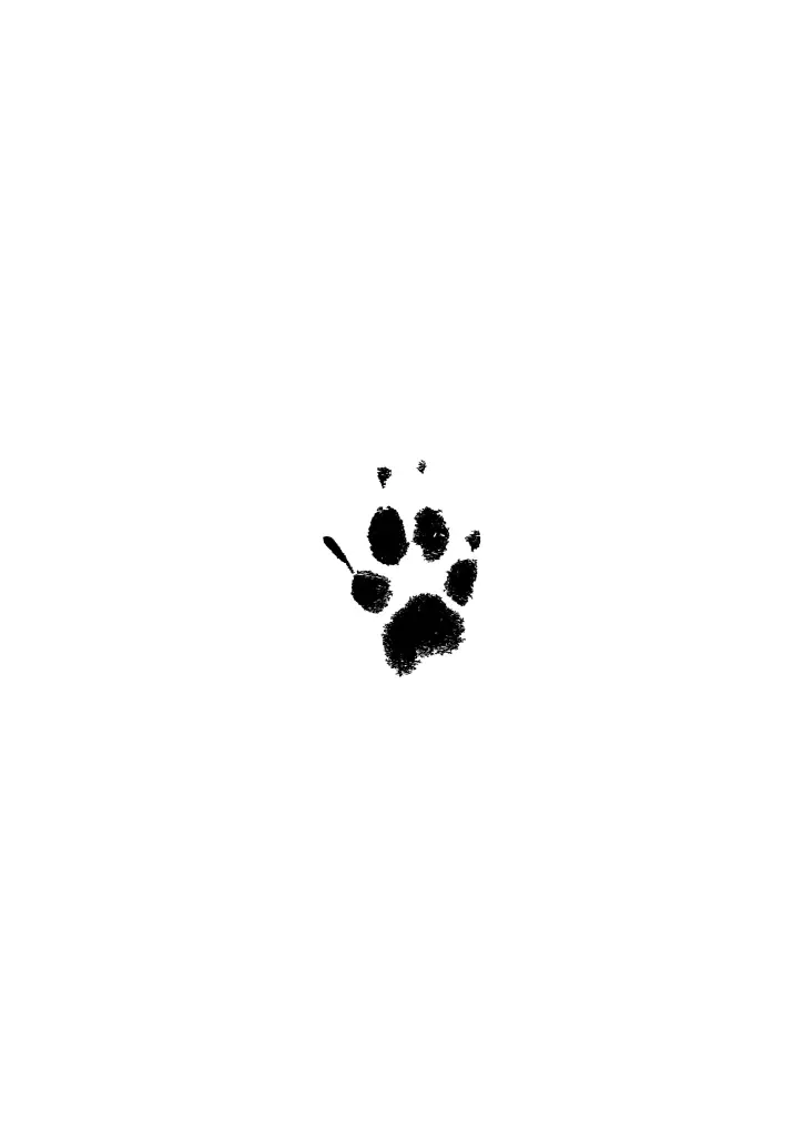 Image from Nici
