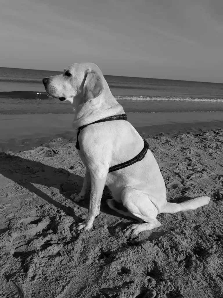 Condolence image of Andrea