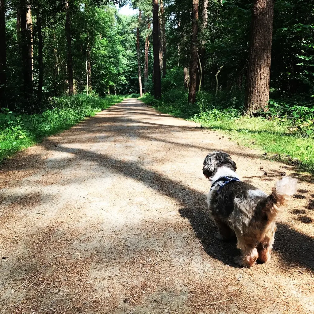 Image from Oskar