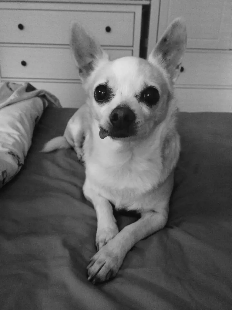 Image from Pepita