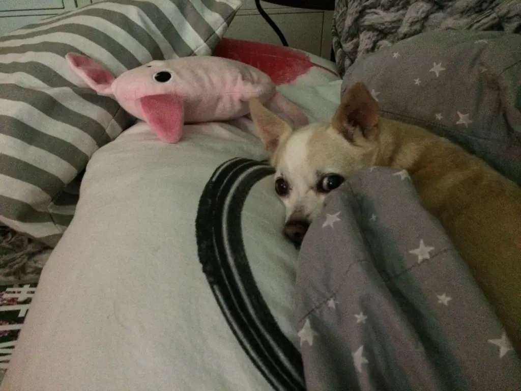 Image from Pepita