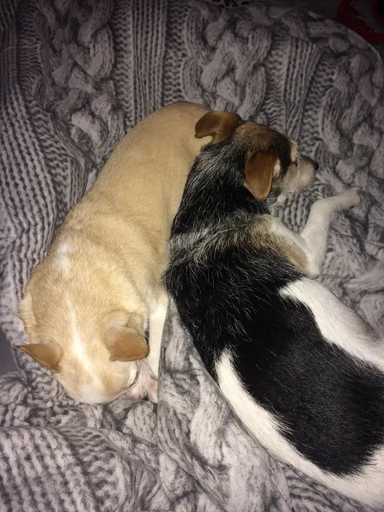 Image from Pepita
