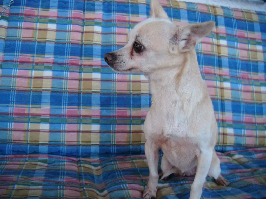 Image from Pepita