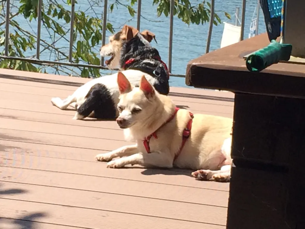 Image from Pepita