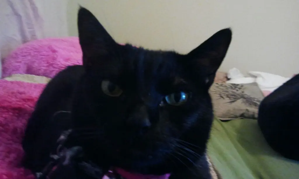 Image from Jojo
