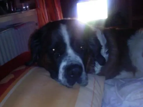 Bild von Sam