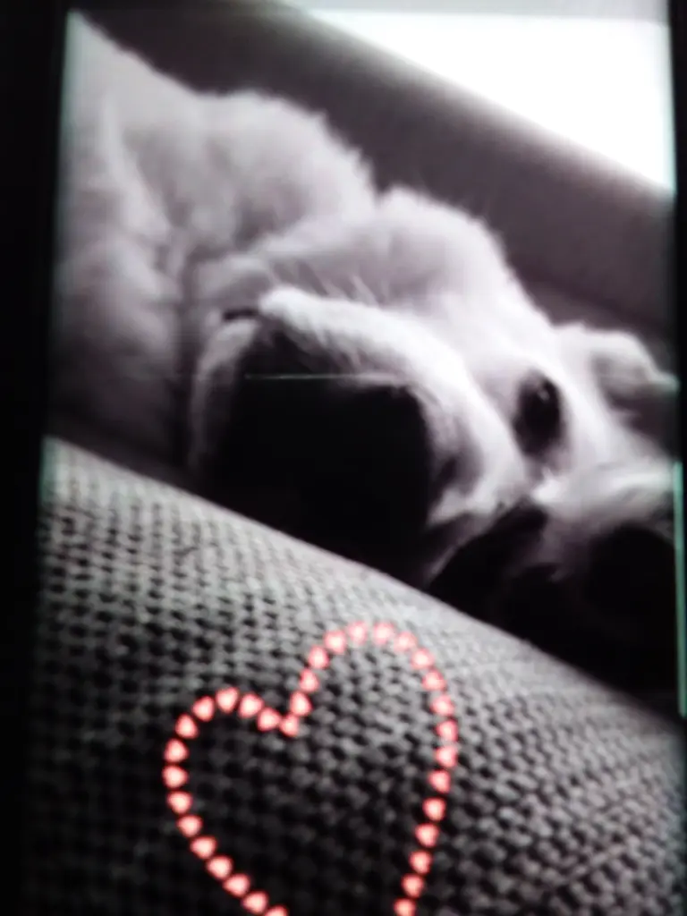 Image from Rocky
