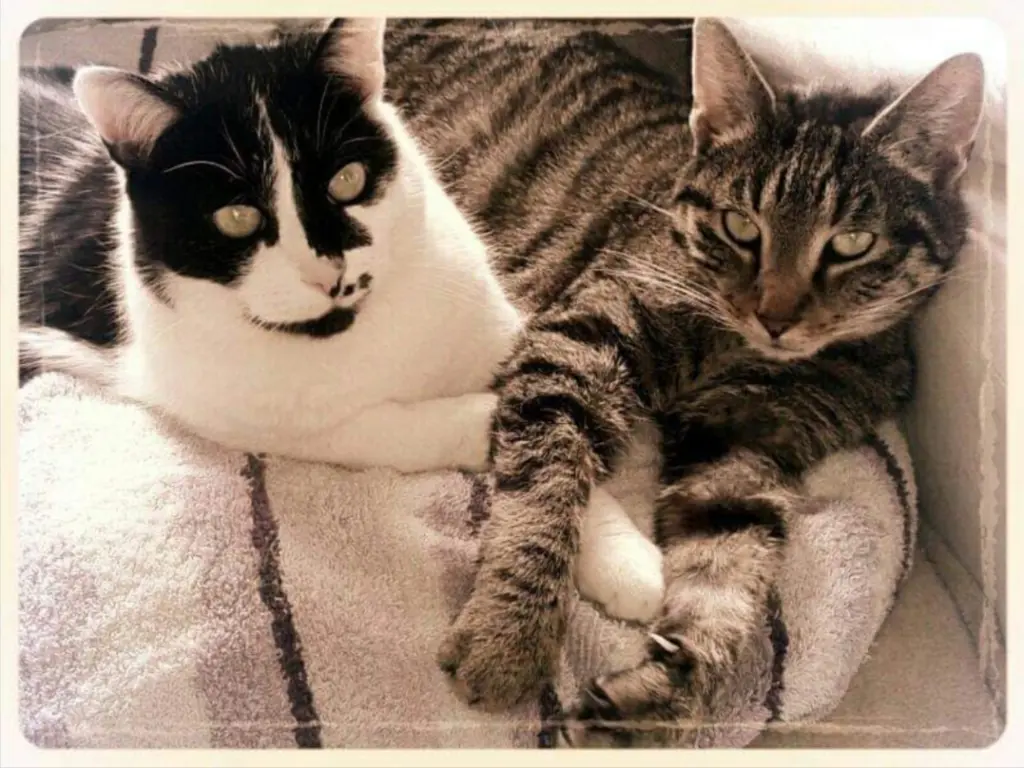 Image from Timmy