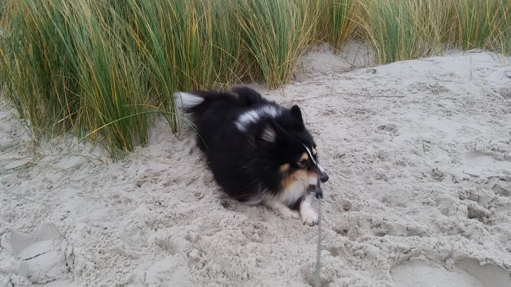 Image from Roxy
