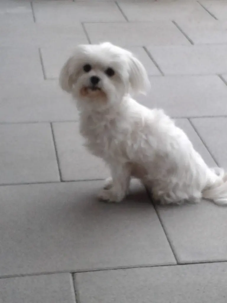 Image from TINKA