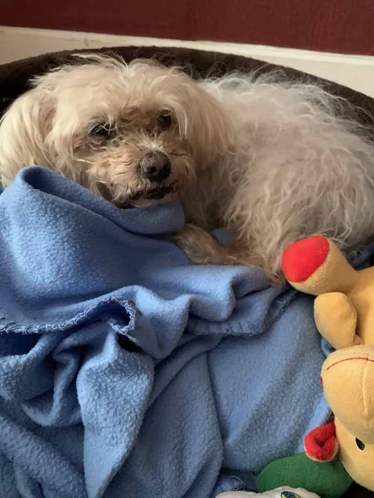 Condolence image of Manuela mit Zeytin ❤️