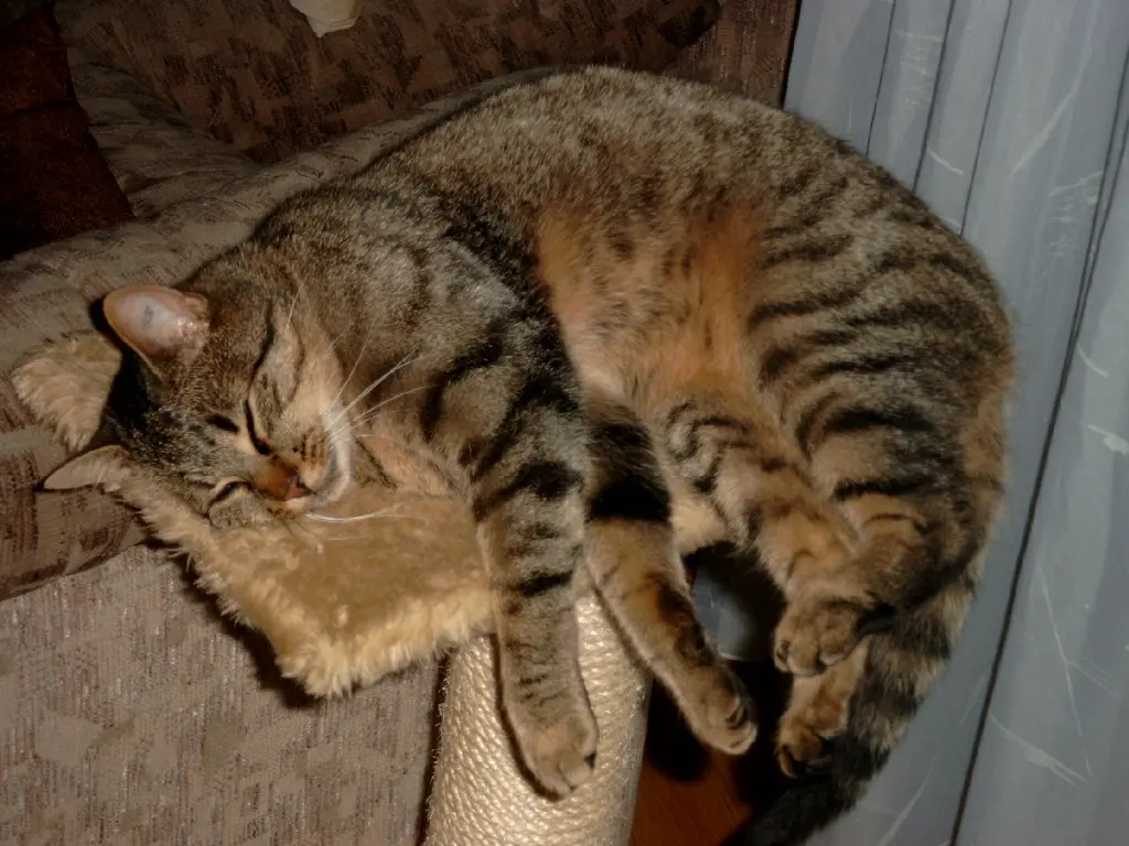 Image from Tigger
