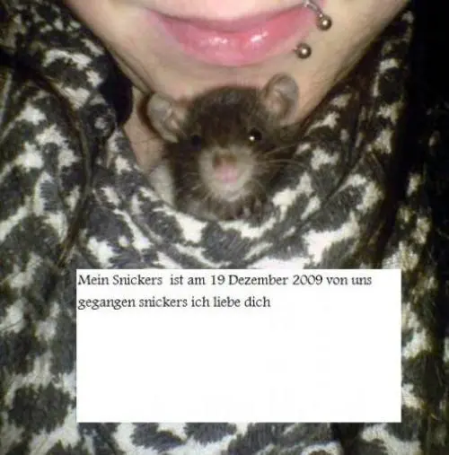 Bild von Snickers