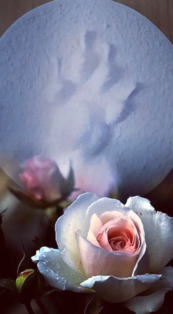Condolence image of Ulrike woryna