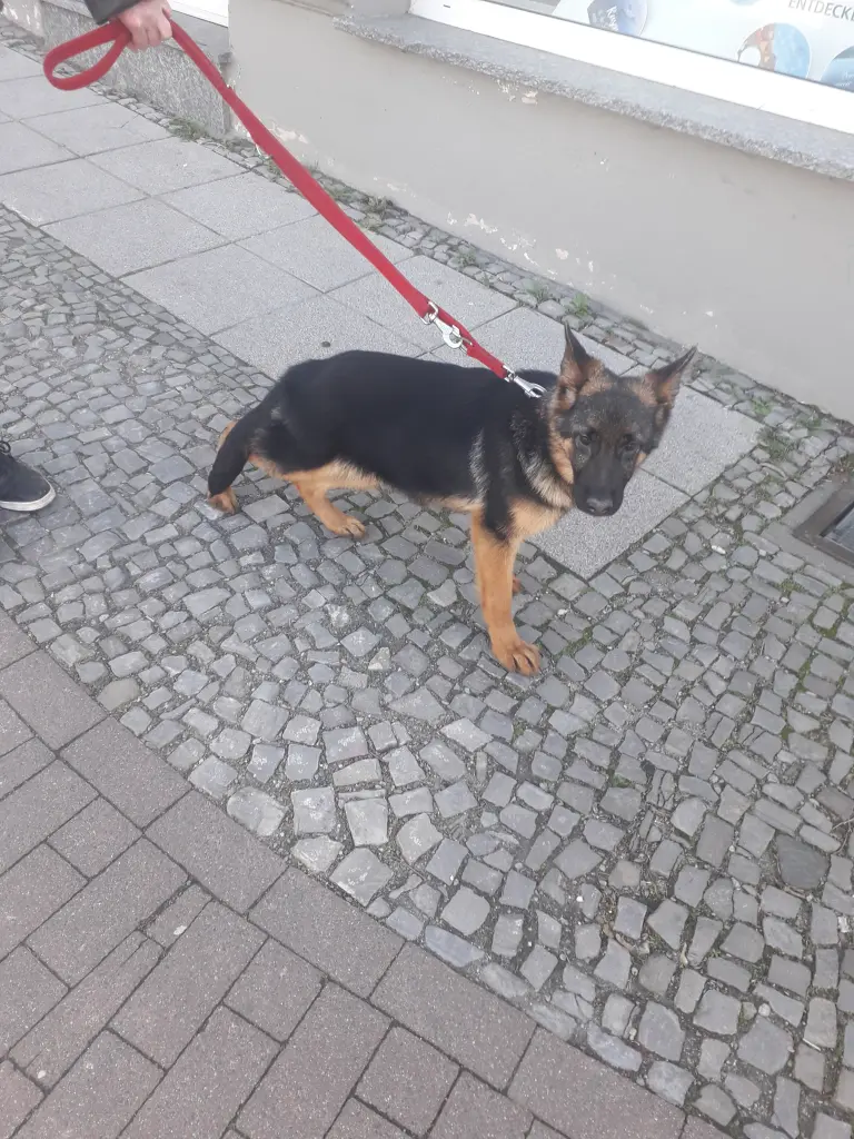 Image from Mucki