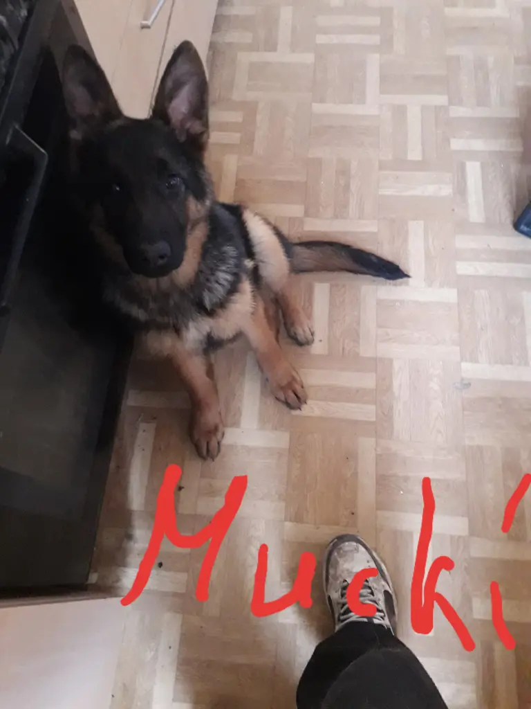 Image from Mucki