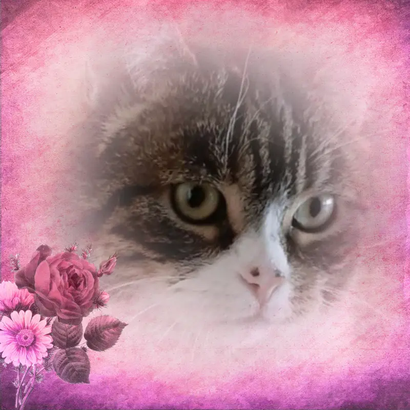 Condolence image of Sternchenpost ⭐