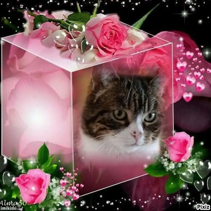 Condolence image of Sternchenpost ⭐
