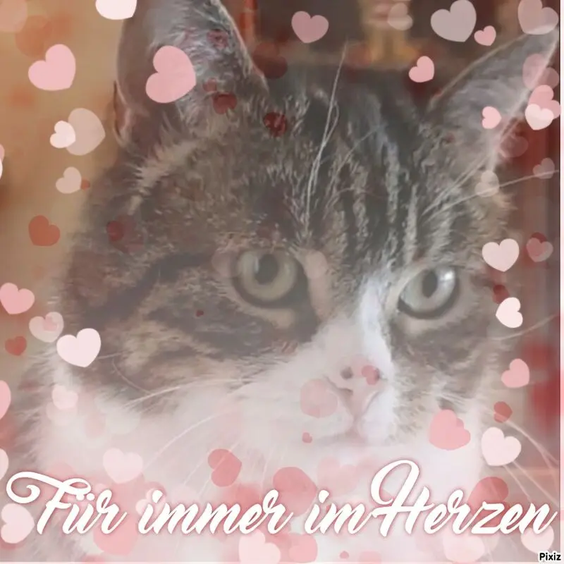 Condolence image of Sternchenpost ⭐