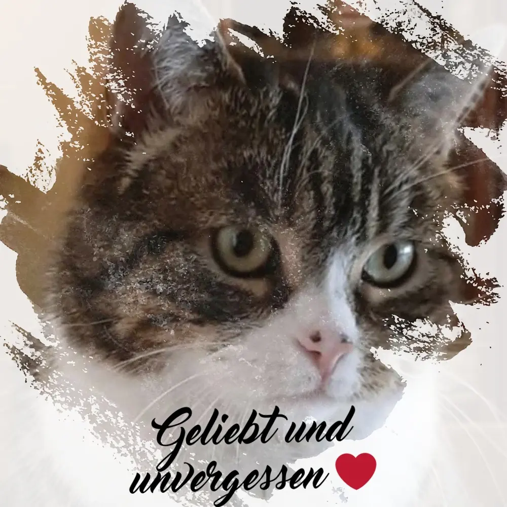 Condolence image of Sternchenpost ⭐