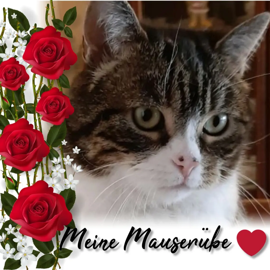 Condolence image of Sternchenpost ⭐