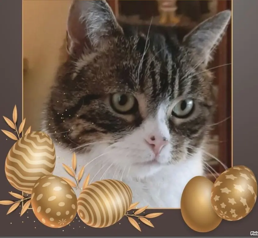 Condolence image of Andrea mit Mausi im Herzen