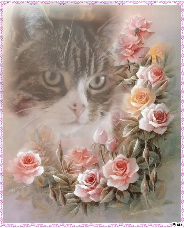 Condolence image of Sternchenpost ⭐